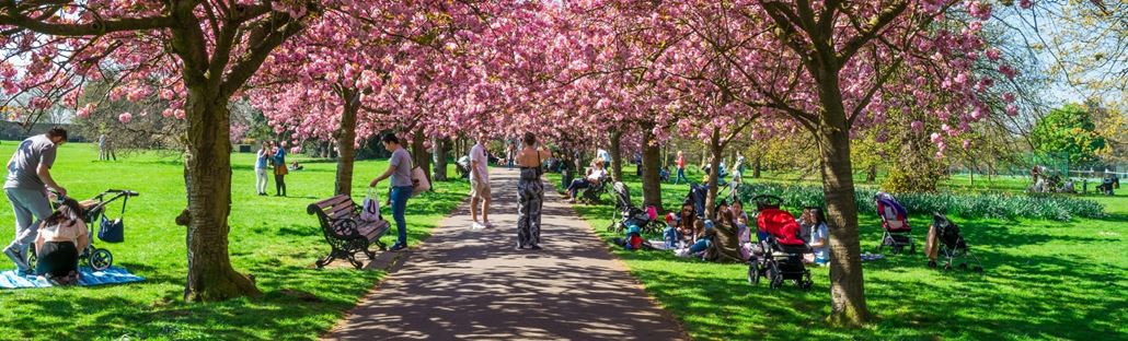 Spring blossoms in Greenwich Park.